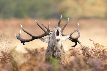 Wall Mural - Portrait of a red deer stag calling during the rut in autumn