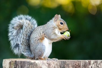Wall Mural - Grey squirrel eating green acorn on a tree stump in autumn