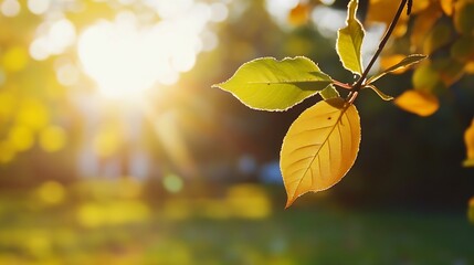 Aufkleber - Close up of fresh green leaves glowing in the warm sunlight during a tranquil evening : Generative AI