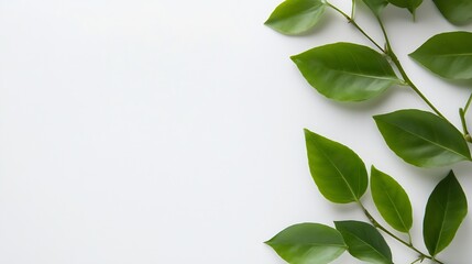 Poster - Fresh green leaves arranged on a plain white background creating a calming natural design : Generative AI