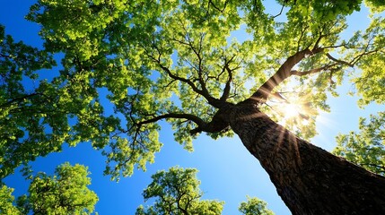 Aufkleber - Majestic tall tree reaching towards the bright blue sky with sun rays filtering through the lush green leaves : Generative AI