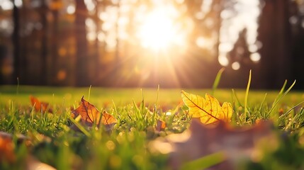 Aufkleber - Autumn scenery with fallen leaves illuminated by the warm glow of sunlight during sunset : Generative AI