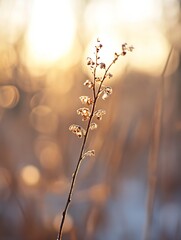 Leinwandbilder - Delicate Dried Flower Stem Glowing Softly Against a Beautiful Sunset Background : Generative AI