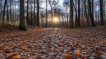 Poster - Golden Sunlight Streaming Through Bare Trees Over a Fallen Leaf Path in an Autumn Forest : Generative AI