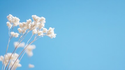 Aufkleber - Delicate white dry flowers silhouetted against a vibrant blue sky on a sunny day : Generative AI