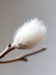 Poster - Closeup of fluffy magnolia bud against a soft background highlighting its delicate beauty : Generative AI