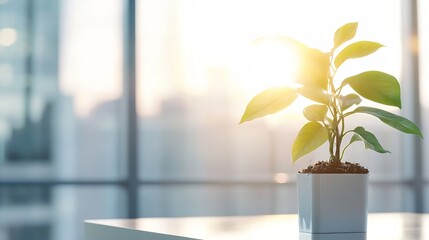 Poster - Small Indoor Plant on a Bright Surface with Sunlight Creating a Warm and Inviting Atmosphere : Generative AI