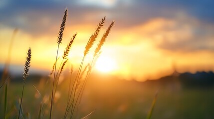 Fototapete - Golden sunset illuminating tall grasses in a serene natural landscape with beautiful colors : Generative AI
