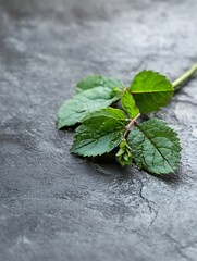 Poster - Fresh green mint leaves placed elegantly on a dark textured surface perfect for culinary and herbal themes : Generative AI