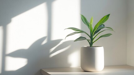 Leinwandbilder - Potted plant basking in soft natural light with a delicate shadow cast on a minimalistic wall : Generative AI