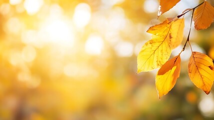 Fototapete - Golden autumn leaves glowing under soft sunlight creating a warm atmosphere : Generative AI