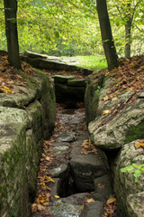 Wall Mural - A narrow, moss-covered rocky path weaves through the dense forest, adorned with fallen autumn leaves and dappled sunlight filtering through the tree canopy.