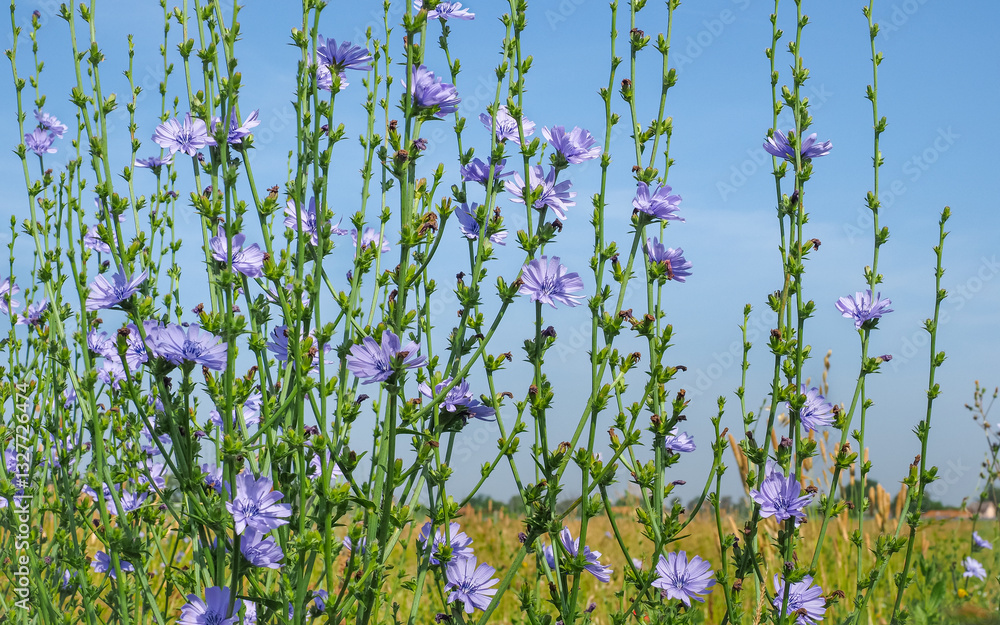 Succory Стоковое фото «Beautiful floral landscape. Field of blue Chicory ...