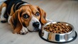 © DigitalDruid - A beagle dog is resting on the floor and gazing at a bowl of dry food, anticipating mealtime.