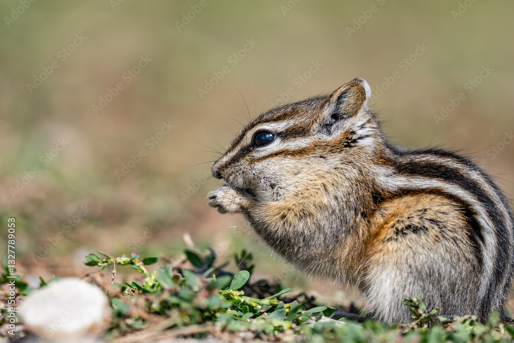 The least chipmunk (Neotamias minimus) is the smallest species of ...