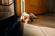 © Natalie Wheeler - Dog on the floor in doorway