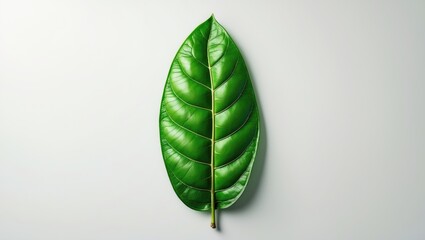 Poster - Green mango leaf separated on a white background.