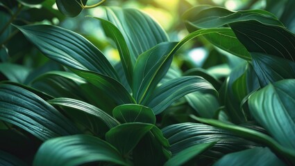 Wall Mural - Nature of dark green leaf in garden. Natural green leaves plants used as background cover for environment ecology or greenery wallpaper.