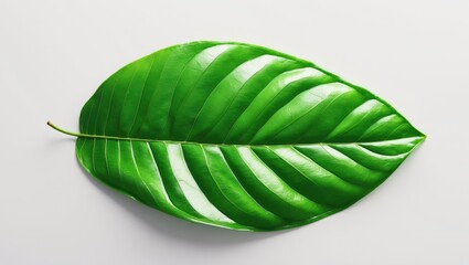 Poster - Green mango leaf on a white background in isolation.