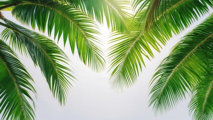 Green leaves of coconut palm tree separated on white background