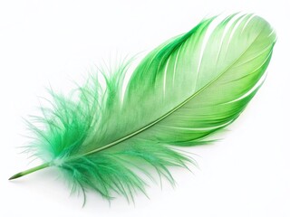 Wall Mural - light green fluffy feather isolated on white background - perfect for design projects
