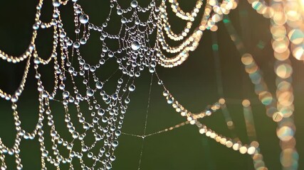Glistening dew on spider web in morning sunlight: nature's intricate beauty captured in high definition