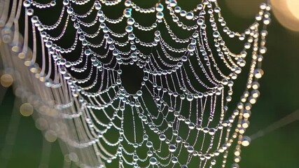 Dewcovered spider web shimmering in morning sunlight with gentle breeze movement