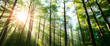 © vinona - Sunlight streaming through a lush forest nature photography vibrant green environment serene viewpoint tranquility concept