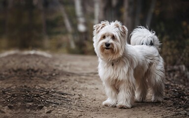  Pet Influencer, Fluffy dog stands on forest trail