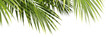 © Krit - Palm leafs weekend summertime environmental foreground on transparent backgrounds 3d illustrations png