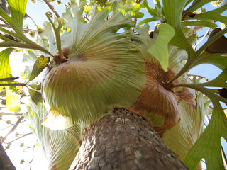 platycerium coronarium ferns grow on trees.