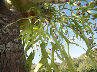 platycerium coronarium ferns grow on trees.