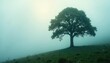 © ຈໍາປາ ຈໍາປາ - Ethereal wisps of fog curl around a solitary tree, serene, texture, forest