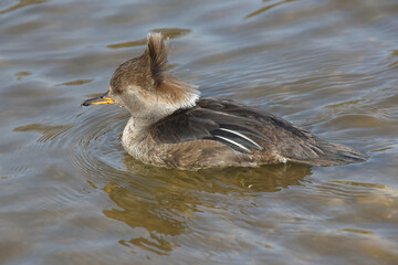 Poster - a close up of a female hooded merganser, Lophodytes cucullatus, swimming on the water. the wind has blown the feathers in her hood.