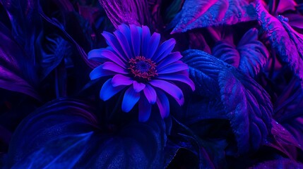 neon blue flower amidst dark foliage.