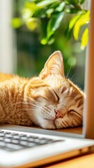 Aufkleber - Cozy Digital Nomad Lifestyle Serene Ginger Cat Napping Beside Laptop in Soft Natural Light - Tranquil Remote Work Wellness Aesthetic for Hybrid Professionals