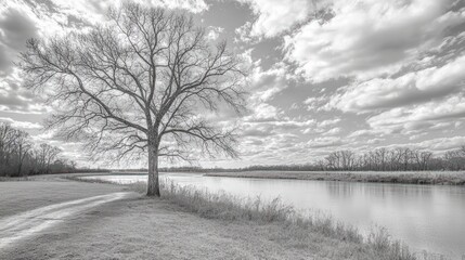  Solitary tree by calm river, black and white.