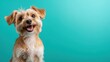© Dulemegapixel - A cheerful small dog with fluffy fur smiles brightly against a modern turquoise backdrop, showcasing its playful and friendly personality, perfect for pet lovers.
