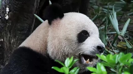 Wall Mural - close up panda eating bamboo, china