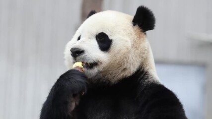 Wall Mural - panda returned from usa, xiao qi ji, wolong panda base, china