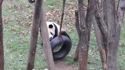 Wall Mural - close up male panda, yuan yuan, louguantai forest park, china