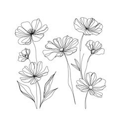 Elegant line art floral illustration