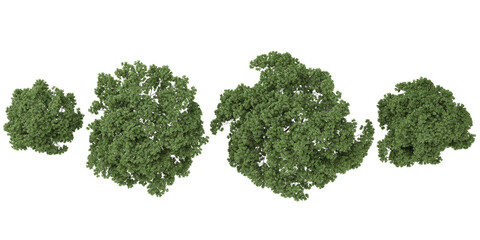 3d illustration of Wild almond trees on transparent background from the top view