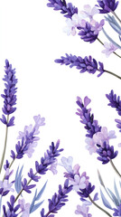 Poster - Lavender flowers blooming, soft purple petals framing pristine white background with delicate, elegant botanical composition