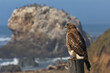 © F&J McGinn - Horizontal hawk portrait accented by Pacific coast rocks and ocean in soft bokeh