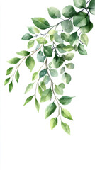 Poster - Verdant eucalyptus foliage draping against pristine white surface, evoking delicate botanical watercolor aesthetic