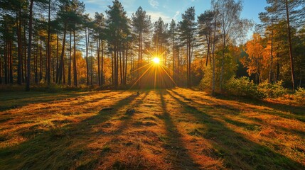 Wall Mural - sunny autumn day in the forest