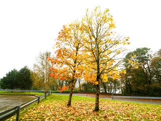 Wall Mural - a tree with orange leaves is in a field. the sky is white. fall season nature background.