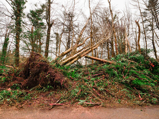 Wall Mural - a road with trees on either side and a large fallen tree in the middle. the road is covered in leave