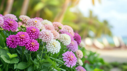 Poster - Beautiful pink and white zinnia flowers growing near a blurred tropical beach with palm trees and deck chairs